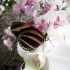 Ein Schmetterling sitzt auf einer weißen Orchidee. Die Flügel des Schmetterlings sind schwarz, beige und orange gestreift. Seine Flügel sind nach innen eingeklappt. 