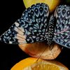 Ein Schmetterling sitzt auf herunterhängenden Zitronenscheiben. Der Körper und die Flügel des Schmetterlings sind hell- und dunkelblau, schwarz und weiß gemustert. Seine Flügel sind ausgebreitet.