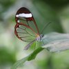 Ein Schmetterling sitzt auf einem Blatt. Seine Flügel sind ab der Mitte bis zum Rand durchsichtig. Schwarze Adern ziehen sich durch den durchsichtigen Teil. Die Ränder der Flügel sind orange, weiß und schwarz. 