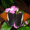 Ein Schmetterling mit schwarzem Körper sitzt auf rosafarbenen Blumen. Seine Flügel sind vom Körper bis zur Mitte schwarz, dazwischen sind sie weiß, außen orange eingefärbt.
