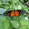 Ein Schmetterling sitzt auf einem Blatt. Seine Flügel sind von innen bis zur Mitte orange. Außen sind sie schwarz mit weißen Punkten. Die Flügel sind ausgebreitet.