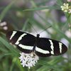 Ein Schmetterling sitzt auf einer rosafarbenen Blume. Seine ausgebreiteten Flügel sind schwarz mit breiten gelben Streifen. Auf seinem schwarzen Körper sind gelbe Punkte. 