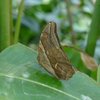 Ein Schmetterling sitzt auf einem Blatt. Der Schmetterling hat braun-grün und beige gemusterte Flügel. Die Flügel sind nach innen eingeklappt. Er hat zwei grün-braune Punkte auf den Flügeln. 
