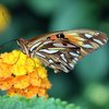 Ein Schmetterling sitzt auf einer gelben Blume. Er hat einen hellen Körper. Seine Flügel sind orange, braun, gelb und weiß gemustert. Seine Flügel sind nach innen eingeklappt.