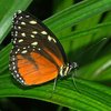 Ein Schmetterling sitzt auf einem Grashalm. Seine Flügel sind eingeklappt. Sie sind im unteren Bereich orange eingefärbt. Im oberen Bereich sind sie schwarz und haben hellgelbe Punkte. Der Körper ist schwarz-gelb gestreift.
