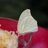 Ein Schmetterling sitzt auf einem Schwamm, der mit einem süßen Nektar getränkt ist. Er hat helle Flügel und einen hellen Körper. Seine Flügel sind nach innen eingeklappt.