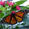 Ein Schmetterling sitzt auf einer pinken Blume. Er breitet seine orangefarbenen Flügel aus. Durch sie ziehen sich feine schwarze Linien. Die seitlichen Ränder der Flügel sind schwarz und haben weiße Punkte. 