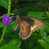 Ein Schmetterling sitzt auf einer lilafarbenen Blume. Sein dunkler Körper hat orangefarbene Flecken. Seine Flügel sind braun. Außen sind an den Flügeln helle und orangefarbene Flecken. Die Flügel sind nach innen eingeklappt.