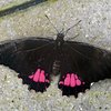 Ein Schmetterling sitzt auf dem Boden. Er hat schwarze Flügel. Sie haben unten pinke Einfärbungen. Am Körper hat er rote Punkte in der Nähe seines Kopfs und orangene Streifen am Hinterteil.
