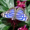 Ein Schmetterling sitzt auf einer pinken Blüte. Er breitet dabei seine Flügel aus. Sie sind blau und haben weiße Punkte und Striche. An den Rändern sind sie schwarz. 