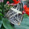 Ein Schmetterling sitzt auf einem Blatt. Die Flügel des Schmetterlings sind hell und sind mit dunklen Streifen gemustert. 