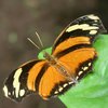 Ein Schmetterling sitzt auf einem Blatt. Sein Körper ist braun eingefärbt. Seine Flügel sind orange mit braunen waagerechten Streifen. Sie sind ausgebreitet. Außen an den Flügeln hat er helle Flecken.