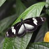 Ein Schmetterling sitzt mit ausgebreiteten Flügeln auf einem Blatt. Der Schmetterling hat schwarze Flügel. In der Mitte sowie an den Seiten sind Teile der Flügel weiß eingefärbt.