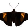 Ein Schmetterling hat einen dunklen Körper und dunkle Flügel. In der Mitte haben die Flügel eine hellere orangefarbene Einfärbung. Er hat seine Flügel ausgebreitet. 