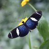 Ein Schmetterling fliegt über einer Blume. Seine Flügel sind ausgebreitet. Die Flügel sind von seinem Körper bis zur Mitte blau. Es folgt ein schmaler weißer Bereich. Außen sind die Flügel schwarz mit weißem Streifen.