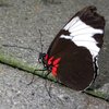 Ein Schmetterling sitzt auf dem Boden. Seine Flügel sind geschlossen. Sie sind dunkelbraun und haben nah am dunklen Körper eine rote Färbung. Eine Stelle weiter außen ist weiß eingefärbt.