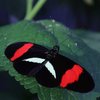Ein Schmetterling sitzt auf einem Blatt. Er hat seine Flügel ausgebreitet. Auf seinen schwarzen Flügeln sind jeweils ein roter Streifen ein weißer Streifen.