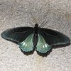 Ein Schmetterling sitzt auf dem Boden. Seine oberen Flügel sind dunkel türkis gefärbt. Seine unteren Flügel sind in einem helleren und grünlicheren Ton. Sein Körper ist dunkel.