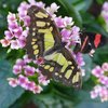 Ein Schmetterling sitzt auf rosafarbenen Blumen. Er hat gelbbraun gefärbte Flügel. Er hat diese ausgebreitet. Sein Körper ist dunkel. Im Hintergrund sitzt ein anderer Schmetterling. Dieser hat schwarze Flügel mit roten senkrechten Streifen.