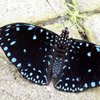 Ein Schmetterling sitzt mit ausgebreiteten Flügeln auf einem hellgrauen Steinboden. Seine Flügel und sein Körper sind schwarz mit hellblauen Punkten. 