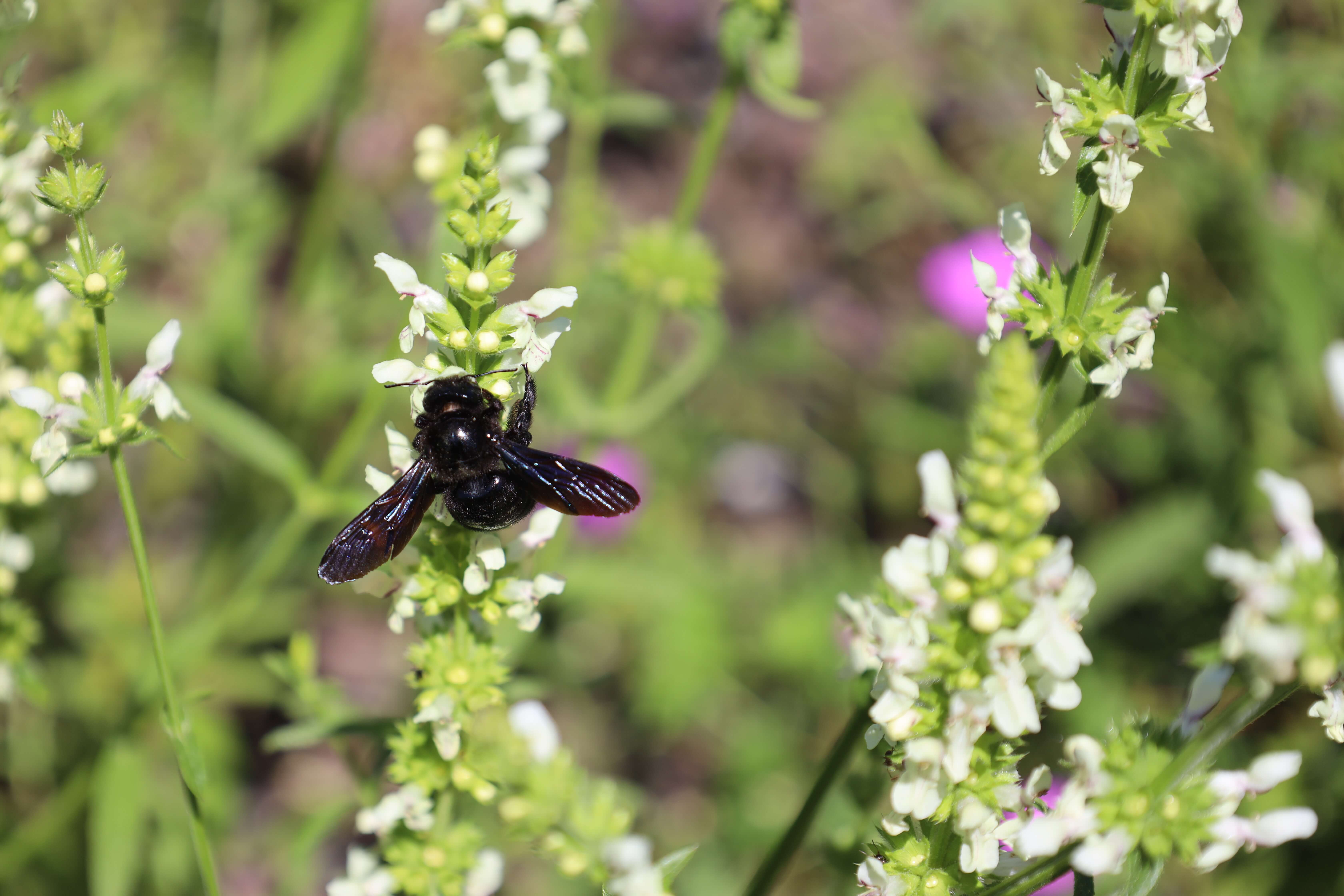Ein schwarzes Insekt sitzt an kleinen weißen Blüten. Das Insekt hat kleine schwarze Flügel. Der Stängel der Blüten wächst senkrecht nach oben. Die Blüten wachsen an den Seiten.